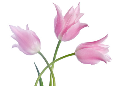Beautiful pink tulips isolated on white backgroundの写真素材