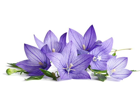 Bell flowers isolated on white  backgroundの写真素材