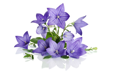 beautiful bouquet from Bell flowers isolated on white background beautiful bouquet from Bell flowers isolated on white background