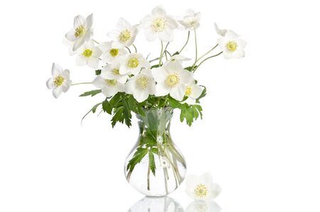 Beautiful white anemones flowers isolated on whiteの写真素材