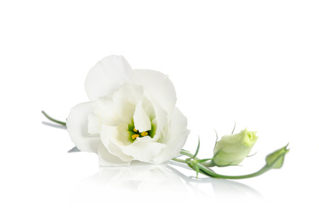 Beautiful white eustoma flowers isolated on white backgroundの写真素材