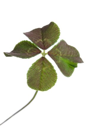 four-leaf clover for good luck isolated on white backgroundの写真素材