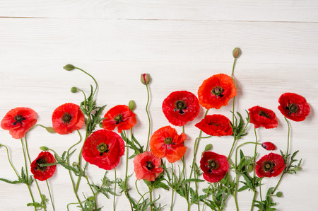 red poppies  on white wooden table, horizontal positionの写真素材