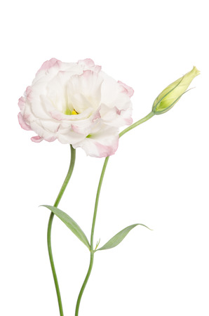 Beauty light pink flower isolated on white. Eustomaの写真素材