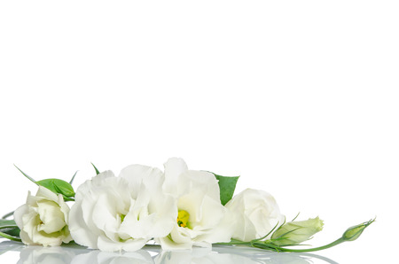 Beautiful eustoma flowers isolated on white background and free space for text at the topの写真素材