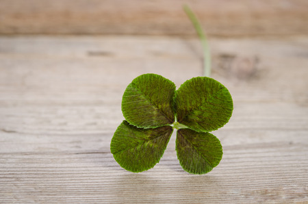 four-leaf clover for good luck isolated on wooden backgroundの写真素材
