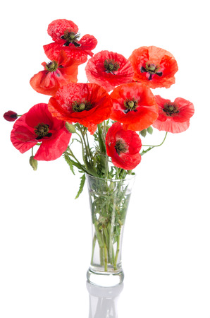 Bouquet of red poppies in glass vase isolated on whiteの写真素材
