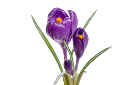 Crocus flower  isolated on whiteの写真素材