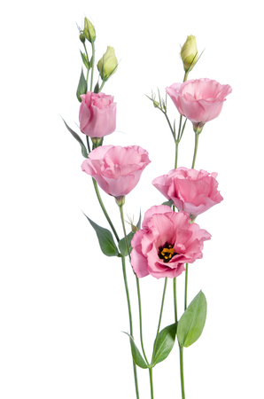 Beautiful pink eustoma flowers isolated on white backgroundの写真素材