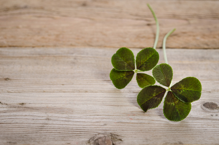 two four-leaves clovers for good luck isolated on wooden backgroundの写真素材