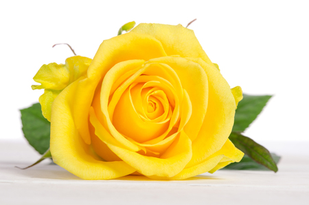 beautiful yellow rose isolated on white wooden backgroundの写真素材