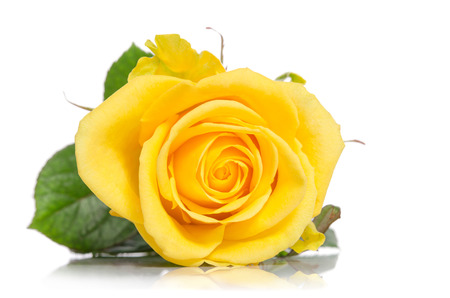beautiful yellow rose isolated on white backgroundの写真素材
