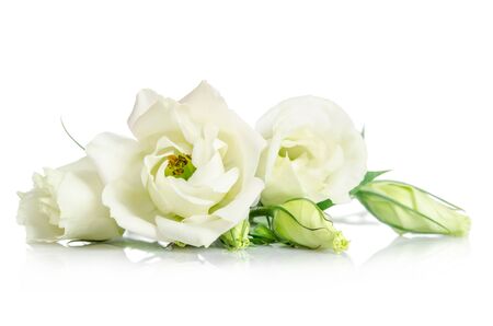 Beautiful white eustoma flowers isolated on white backgroundの写真素材