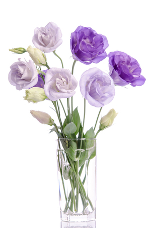 bunch of violet and white eustoma flowers in glass vase on whiteの写真素材