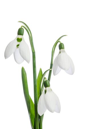 Three snowdrop flowers on a white backgroundの写真素材