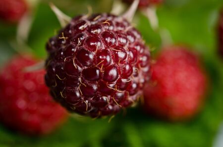 sweet ripe raspberry 