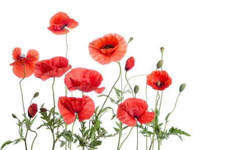 red poppies isolated on white backgroundの写真素材