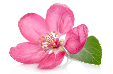 beautiful pink flower isolated on white backgroundの写真素材