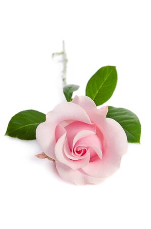 single pink rose isolated on white backgroundの写真素材