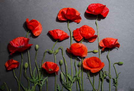 Red poppies on gray backgroundの写真素材