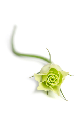 single green rose (Eustoma flower) isolated on white backgroundの写真素材