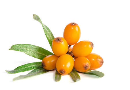 Sea buckthorn with green leaf on white backgroundの写真素材