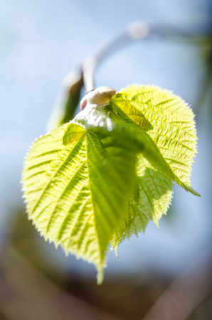 Green leaves on a treeの写真素材