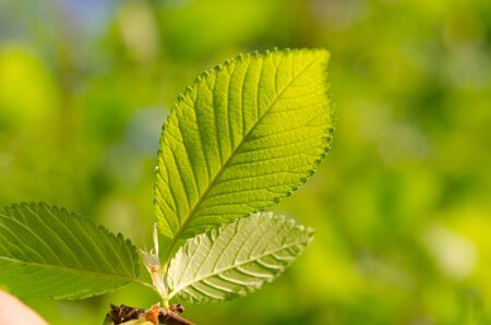Green leaves on a treeの写真素材