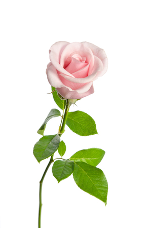 beautiful single pink rose isolated on white backgroundの写真素材