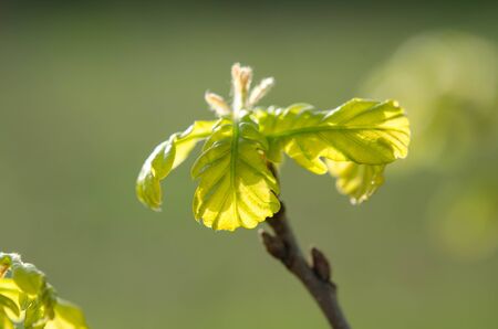 Green leaves on a treeの写真素材