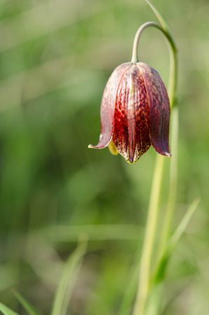 black red tulip on nature background. Springの写真素材