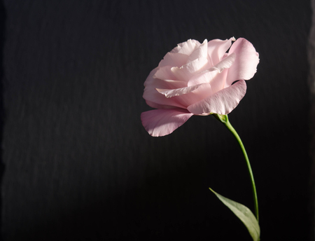 beautiful  single eustoma flower ( rose ) on dark backgroundの写真素材