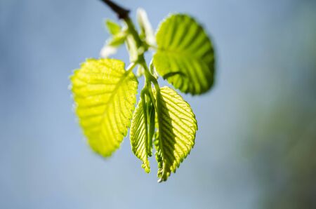 Green leaves on a treeの写真素材