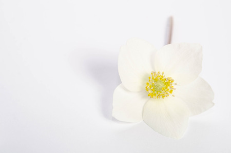 single beautifull flower on table with empty space for textの写真素材