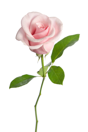 single pink rose isolated on white backgroundの写真素材