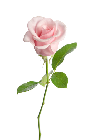 single pink rose isolated on white backgroundの写真素材