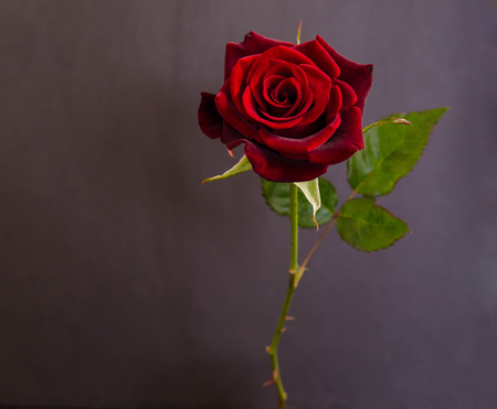 beautiful  single dark red  rose on dark backgroundの写真素材