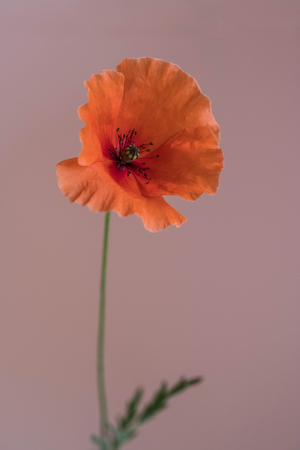 Beautiful red poppy on pinkの写真素材