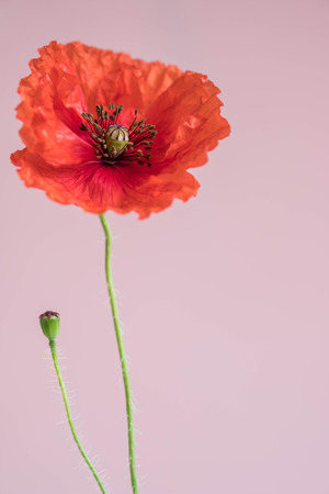 Beautiful red poppy with its bud on pinkの写真素材
