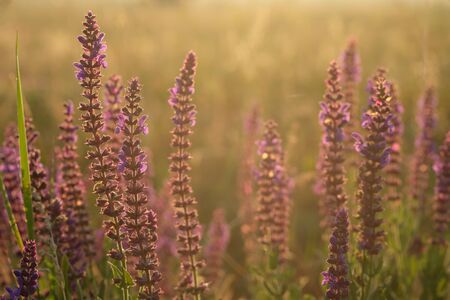 Dawn in a sage field. Beautiful landscape on sunriseの写真素材