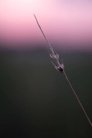 Spikelet at sunrise in a foggy hazeの写真素材