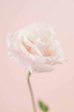 Beauty Eustoma flower, Ñhinese roseの写真素材