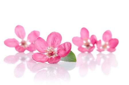 four beautiful pink flowers isolated on white backgroundの写真素材