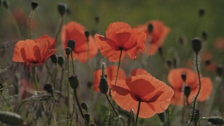 Beautiful red poppies in spring meadow close up. Natural spring backgroundの写真素材