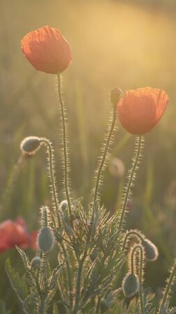 Spring meadow with red poppies at sunrise. Beautiful natural spring backgroundの写真素材
