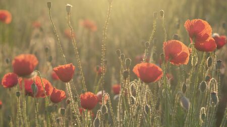 Spring meadow with red poppies at sunrise.の写真素材