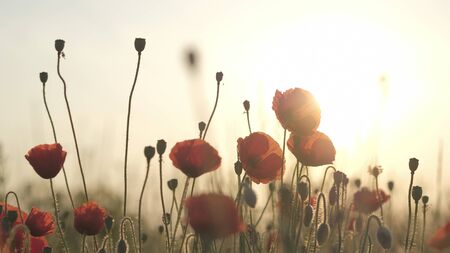Spring meadow with red poppies at sunrise. Beautiful natural spring backgroundの写真素材