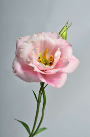 Beautiful pink eustoma flower on gray backgroundの写真素材