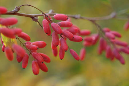 Red ripe barberry berries on the branchesの写真素材