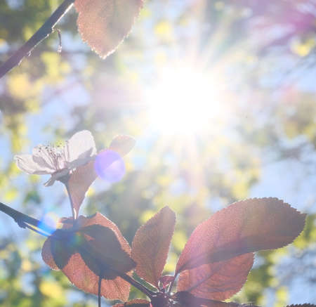 Apple blossom and leaves in dazzling sunlight. Spring. Blue sky.の写真素材